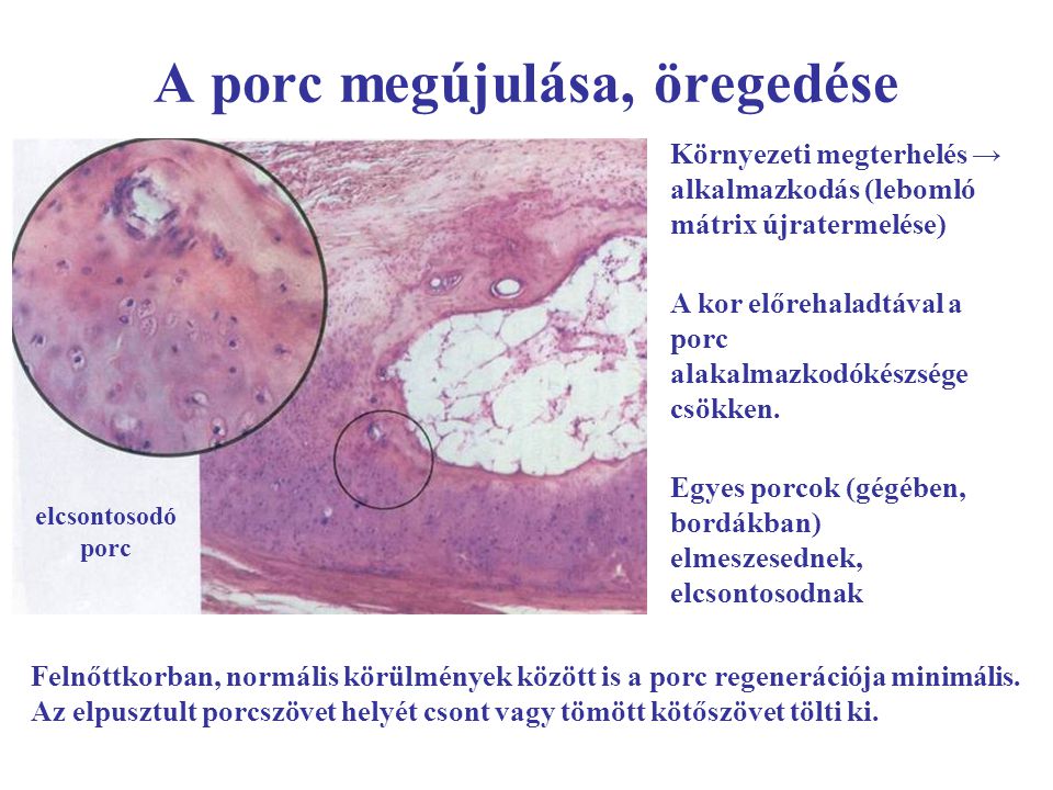 porc kötőszövet sejttípus